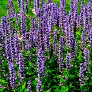 3 Organic Dried Hyssop Flower Smudge Sticks &/OR Organic Dried Hyssop Bulk Herb